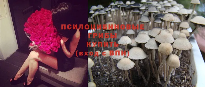 Псилоцибиновые грибы Psilocybine cubensis  Остров 